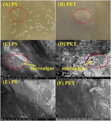 Combined Effects of Microplastics and Benzo[a]pyrene on the Marine Diatom Chaetoceros muelleri